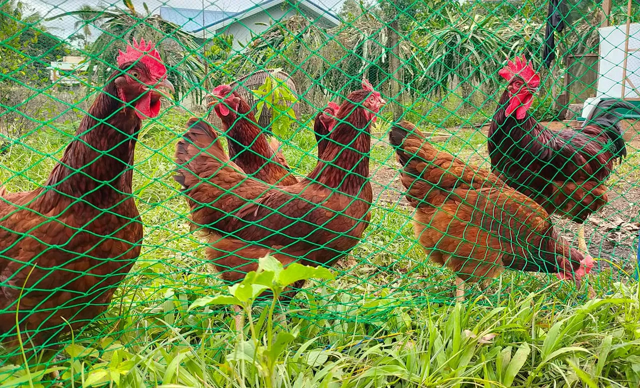 Rhode Island Red Chickens at Garden atbp