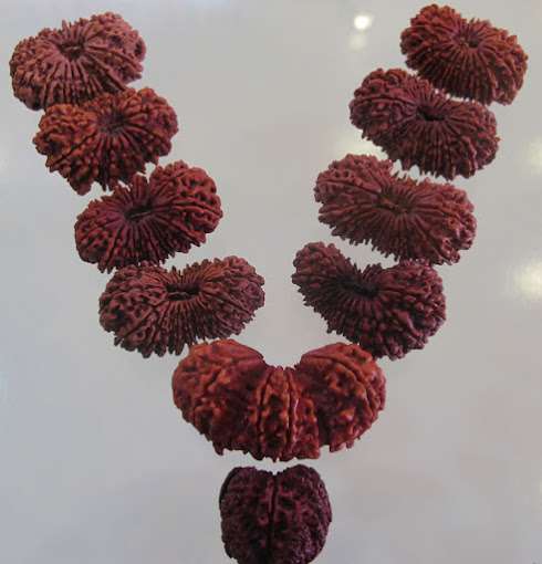 Nepa Rudraksha